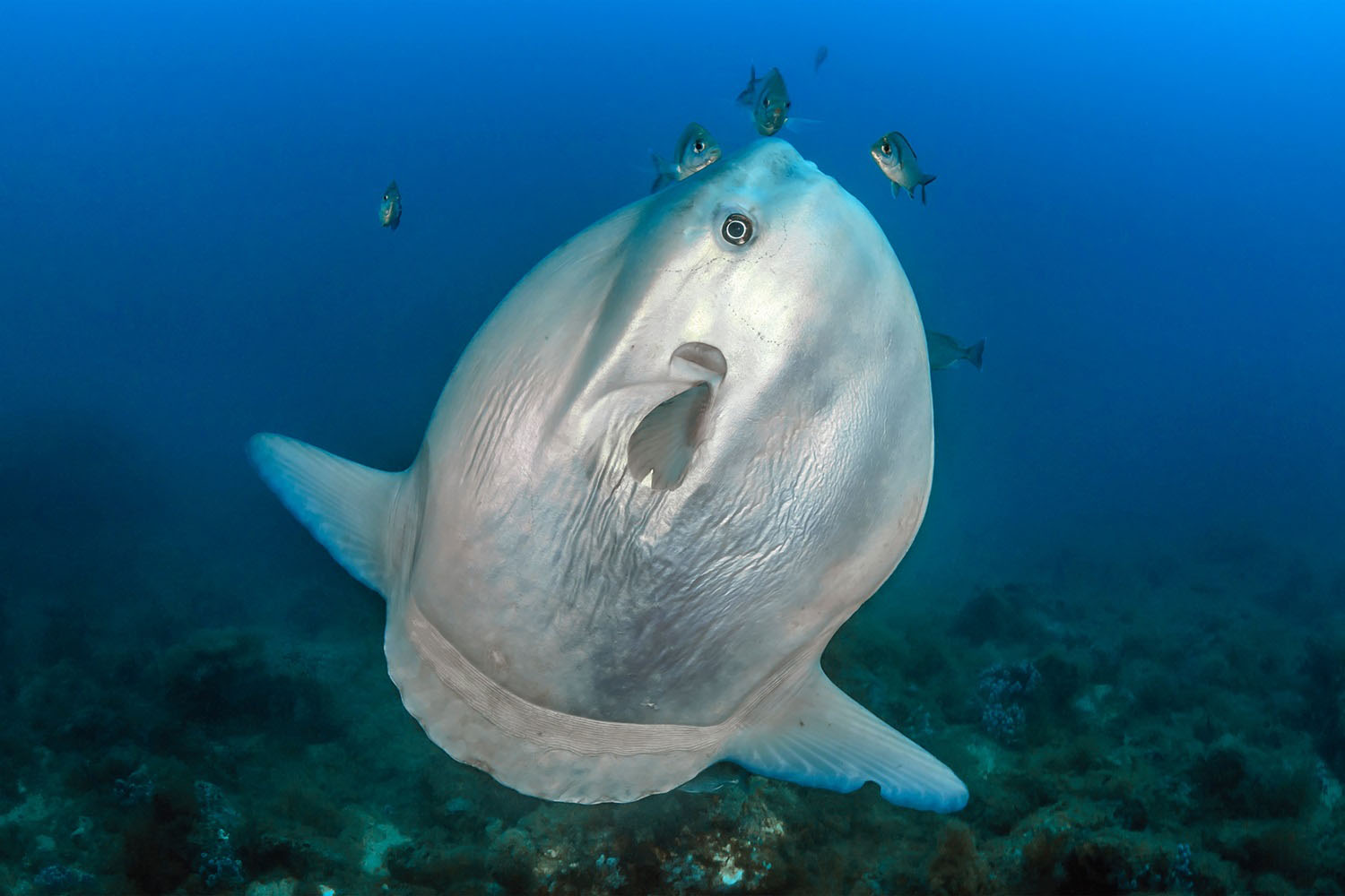Mola,Mola,Or,Sunfish,In,A,Clenning,Station Mola Mola or sunfish in a clenning station